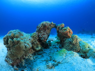  沖縄離島ダイビング　サンゴが美しい海中の絶景 