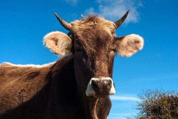 Mucca sarda su cielo azzurro