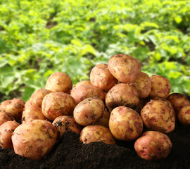 Fresh potatoes on ground and field with plants on background