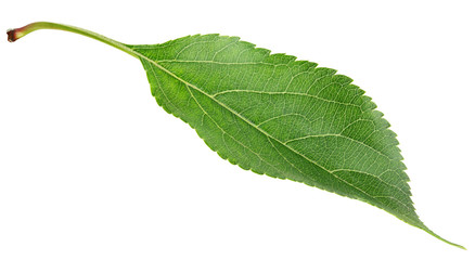 Single green apple leaf isolated on white background