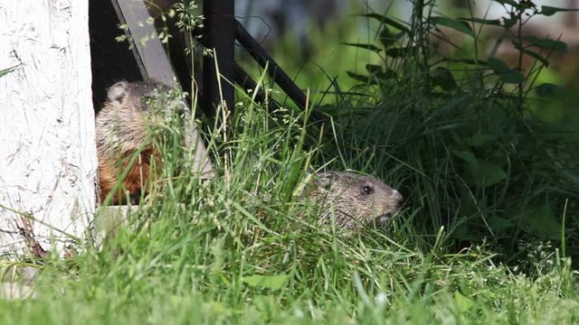marmotte
