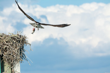 Raubvogel mit Beute im Flug in Marco Island, Florida