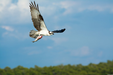 Raubvogel mit Beute im Flug in Marco Island, Florida