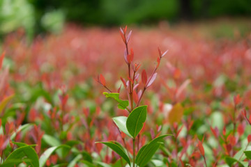Red leaves in the garden.