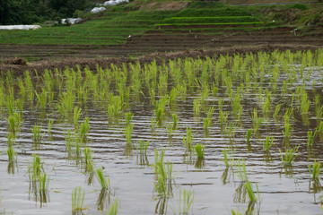 Obraz premium Rice field on mountain view.