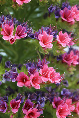 Tajinaste rojo, Echium wildpretii