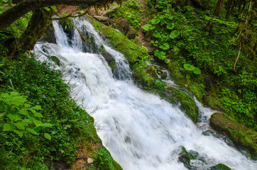 Fototapeta na wymiar Beautiful wallpaper milk waterfall flow rapid stream. Caucasus rocky mountain river in green forest. Isichenko waterfall, Guamka, Mezmay.