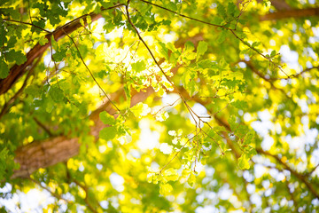 Sonnenstrahlen leuchten durch Blätterdach 