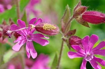 Laying eggs of the bug on the flower Silene dioica  