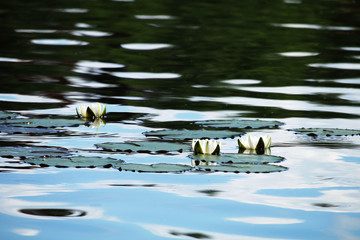 Water lilies blooming in the lake in summer.