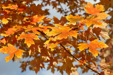 Naklejka na ściany i meble Autumn yellow maple leaves