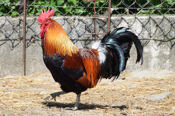 Beautiful rooster in a farm yard