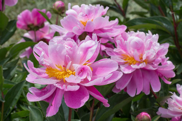  pink peony grows on a flower bed