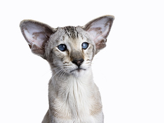 Adult Siamese cat sitting straight up on a white background looking to the side