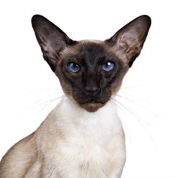Head shot of siamese cat sitting isolated on wite background