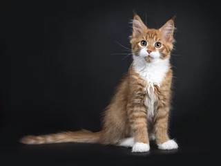 Fototapeten Red tabby with white Maine Coon kitten (Orchidvalley) sitting side ways isolated on black background looking at camera 2 © Nynke