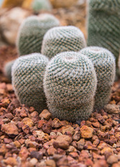 cactus, close up