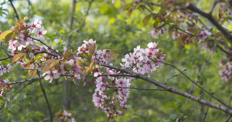 sakura in bloom in spring