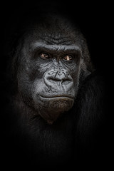Obraz premium Gorilla