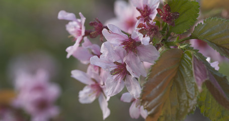 sakura in bloom in spring