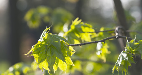 young maple leaves in warm spring sunlight
