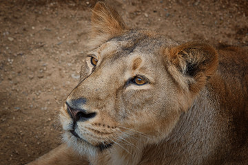Lion