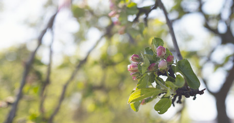 closeup of white and pink flowers on apple tree in sunny day