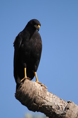 Gavião-preto no Pantanal