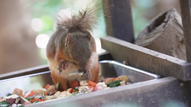 Food scenery of Japanese squirrel (Slow motion video)  No.3