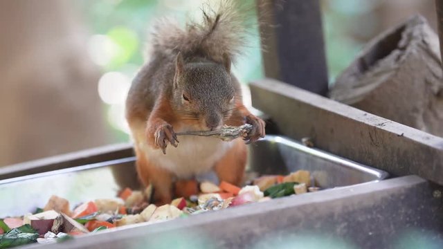 Food scenery of Japanese squirrel (Slow motion video)  No.2