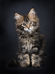 Black tabby Maine Coon kitten (Orchidvalley) sitting isolated on black background