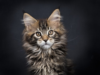 Head shot of black tabby Maine Coon kitten (Orchidvalley) sitting isolated on black background