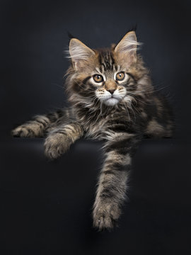 Black tabby Maine Coon kitten (Orchidvalley)  laying isolated on black background with paws hanging over edge