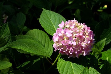 三室戸寺の紫陽花 
