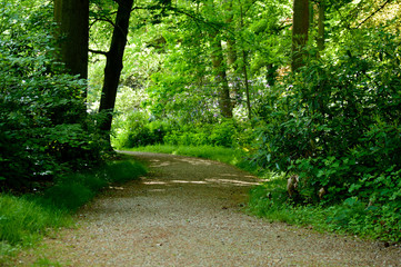 Park gravel road or path runing through green forest trees and plants