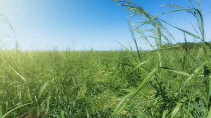Image of green grass field and bright blue sky