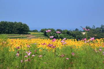 ひまわり咲く長崎鼻