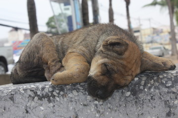 Stray puppy sleeping