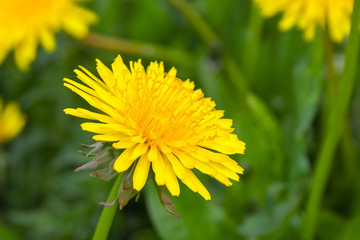 Close up of blooming yellow dandelion flowers