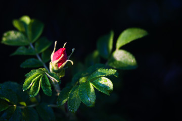 A flower on a bush of a wild rose. A bright flower blossomed on a green bush. Flowering, summer, nature. The background
