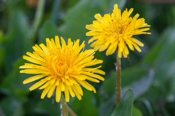 Close up of blooming yellow dandelion flowers