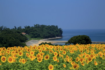 ひまわり咲く長崎鼻