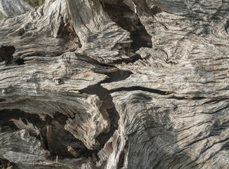 Zig Zag Crack in an Old Dead Tree