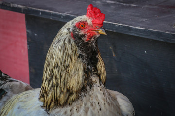 Rooster Close-up