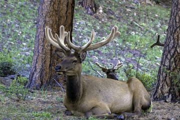 Bull Elk at dawn in Rocky Mountain National Park