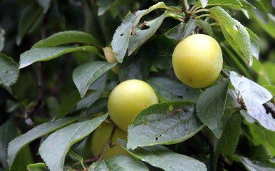 Wild unripe plum on a branch