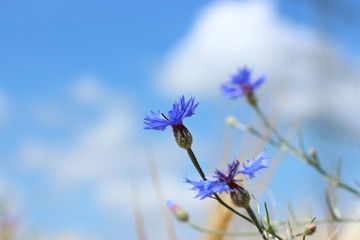 Kornblumen im Kornfeld