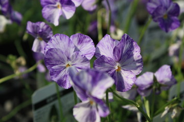 violet flower