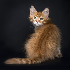 Red tabby Maine Coon kitten (Orchidvalley) sitting isolated on black background with back to camera and looking over it's shoulder