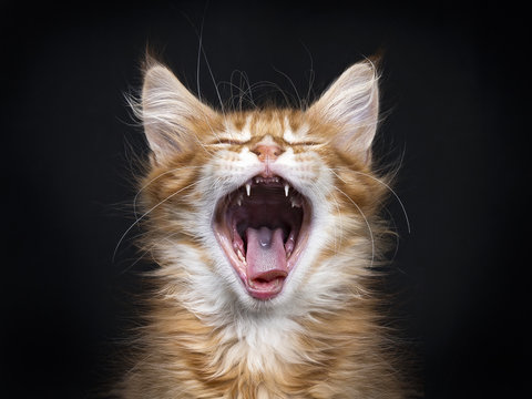 Head shot of yawning red tabby Maine Coon kitten (Orchidvalley) isolated on black background